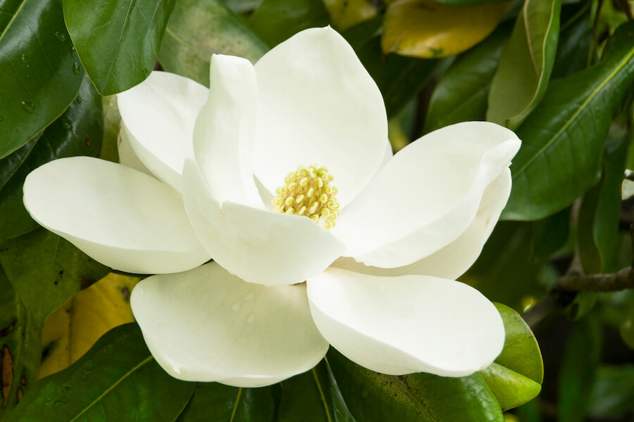 integrative cortisol manager ingredient - Magnolia Officinalis