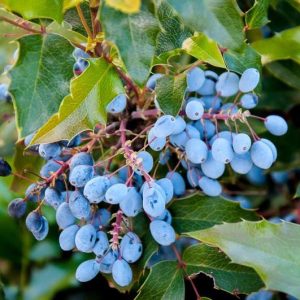 Oregon grape - Ingredient in CandiBactin-BR - What is Metagenics CandiBactin-BR Used For?