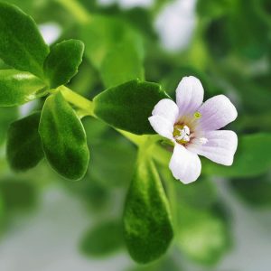 bacopa monnieri - AOR Ortho Mind Review | Best Supplements for Cognitive Function